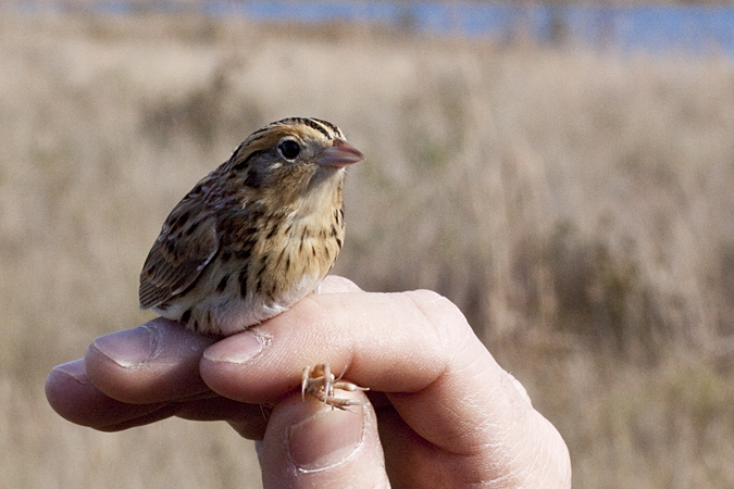 Le Conte's Sparrow, Weekiwachee Preserve, Hernando County, Florida by Richard L. Becker