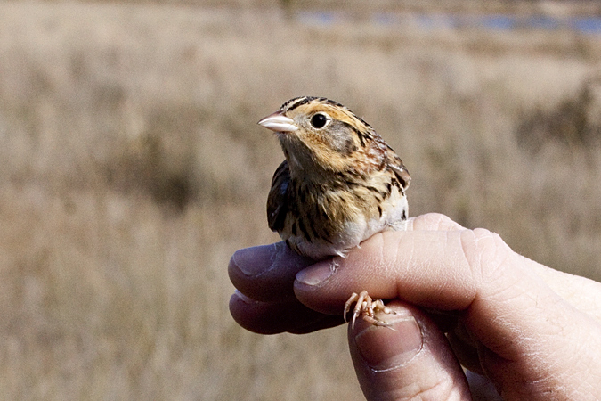 Le Conte's Sparrow, Weekiwachee Preserve, Hernando County, Florida by Richard L. Becker