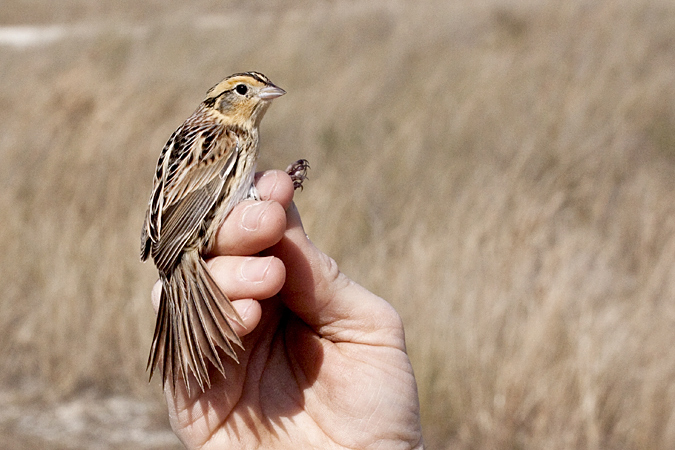 Le Conte's Sparrow, Weekiwachee Preserve, Hernando County, Florida by Richard L. Becker