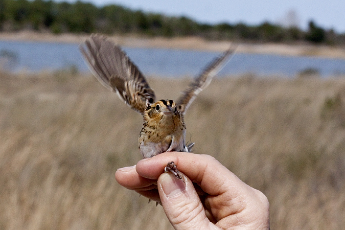 Le Conte's Sparrow, Weekiwachee Preserve, Hernando County, Florida by Richard L. Becker