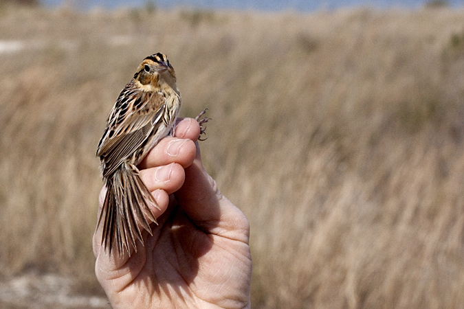 Le Conte's Sparrow, Weekiwachee Preserve, Hernando County, Florida by Richard L. Becker