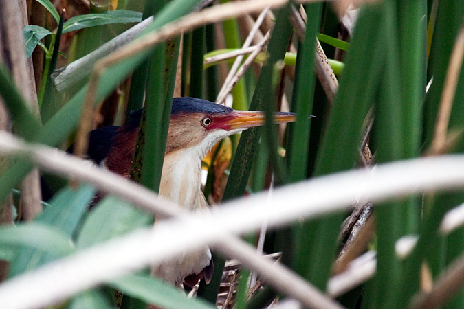 Nesting Male Least Bittern, Wakodahatchee Wetlands Park, Boynton Beach, Florida