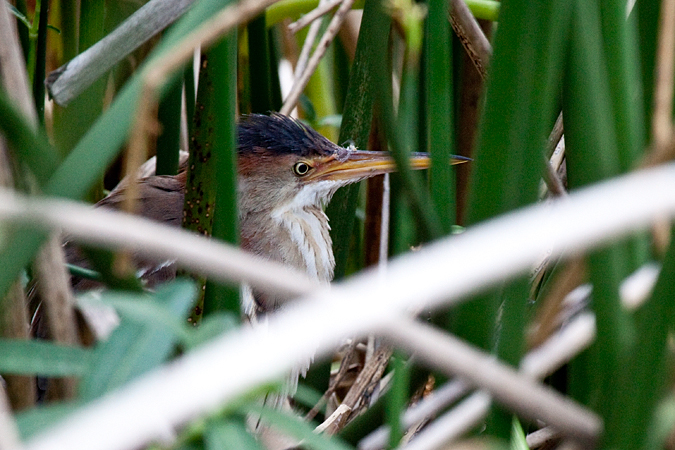 Nesting Female Least Bittern, Wakodahatchee Wetlands Park, Boynton Beach, Florida