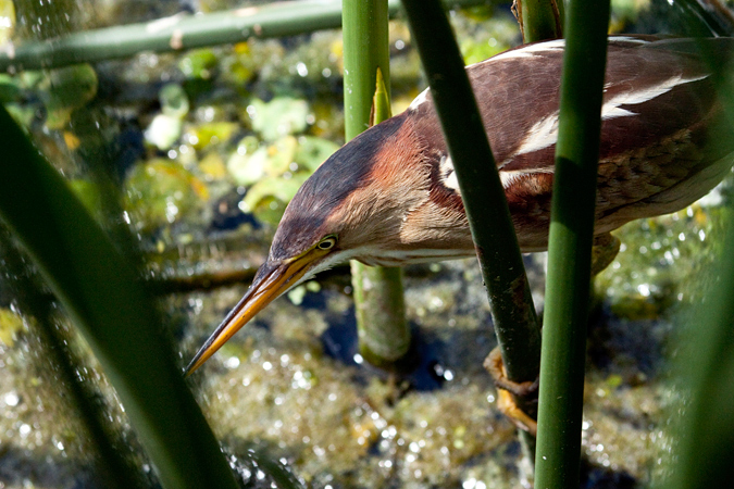 Least Bittern, Green Cay Wetlands, Boynton Beach, Florida