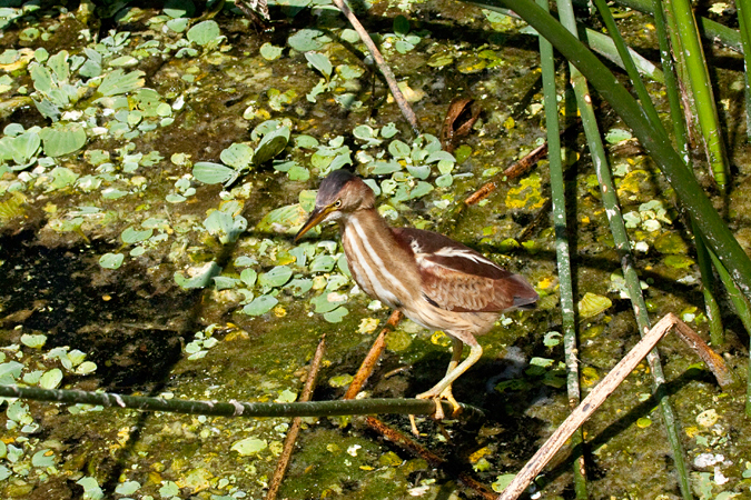 Least Bittern, Green Cay Wetlands, Boynton Beach, Florida