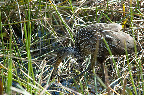 Limpkin, Green Cay Wetlands, Boynton Beach, Florida