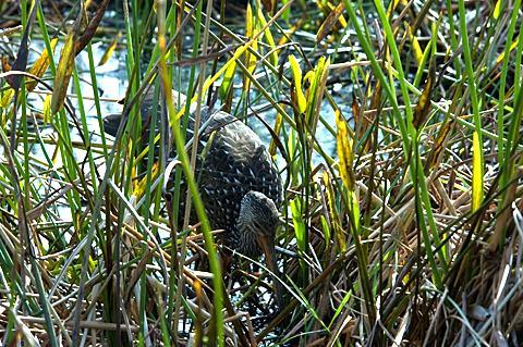 Limpkin, Green Cay Wetlands, Boynton Beach, Florida