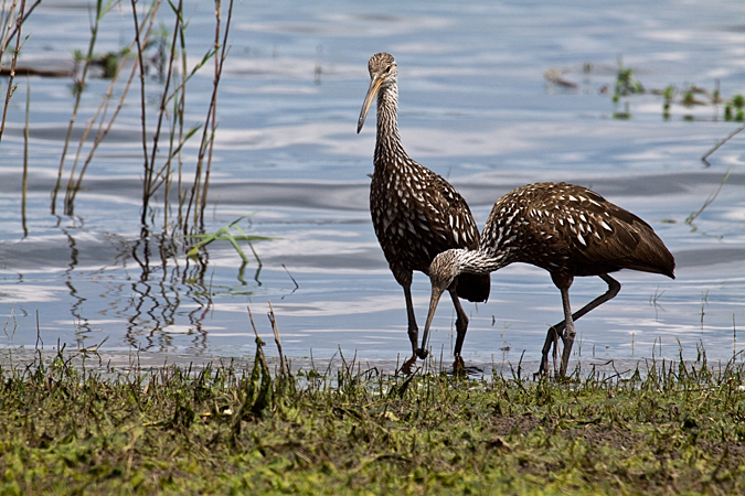 Limpkin, Myakka River State Park, Florida