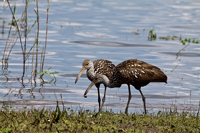 Limpkin, Myakka River State Park, Florida