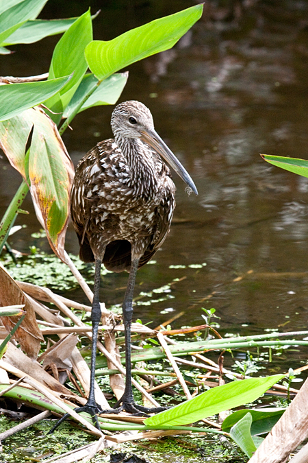 Limpkin, Wakodahatchee Wetlands Park, Boynton Beach, Florida