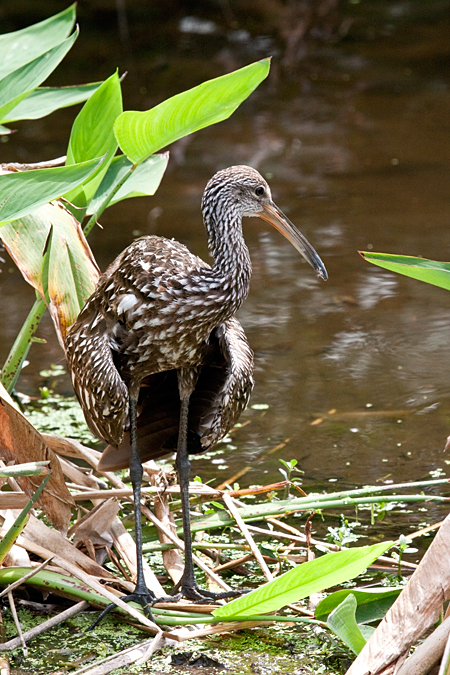 Limpkin, Wakodahatchee Wetlands Park, Boynton Beach, Florida