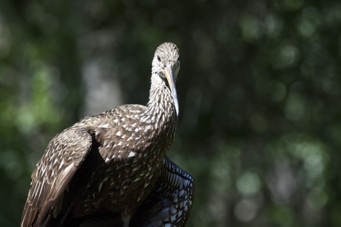 Limpkin, Lettuce Lake Park, Tampa, Florida