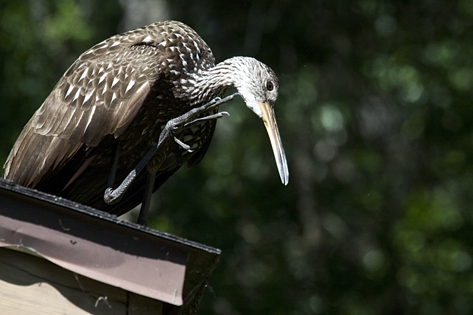 Limpkin, Lettuce Lake Park, Tampa, Florida