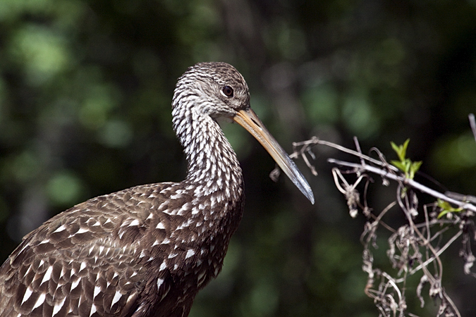 Limpkin, Lettuce Lake Park, Tampa, Florida