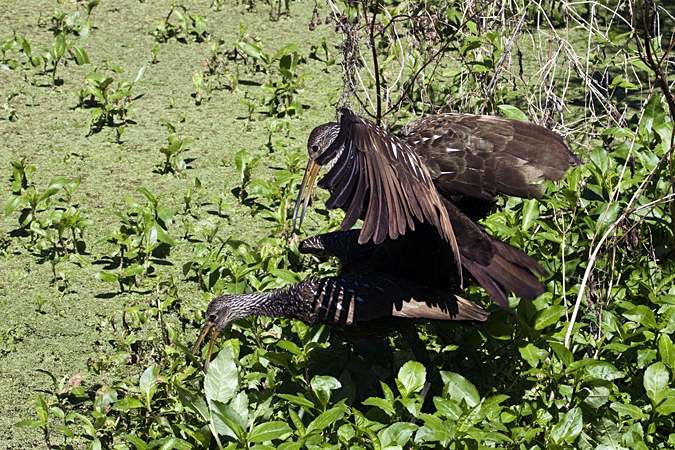 Mating Limpkins, Lettuce Lake Park, Tampa, Florida