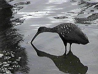 Recently Cloned Limpkin by Richard L. Becker