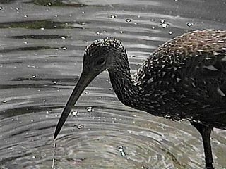 Limpkin! It really exists!