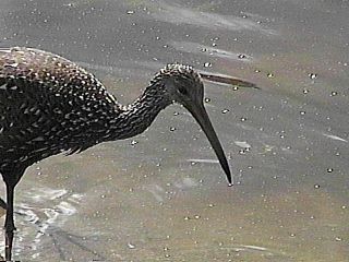 Another Closeup of a Limpkin