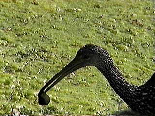 This Limpkin says, "No grapefruits for me!"