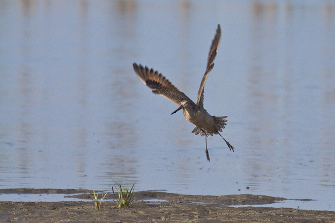 Marbled Godwit, Huguenot Memorial Park, Jacksonville, Florida