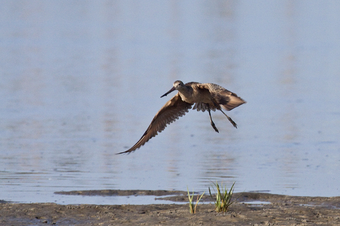 Marbled Godwit, Huguenot Memorial Park, Jacksonville, Florida