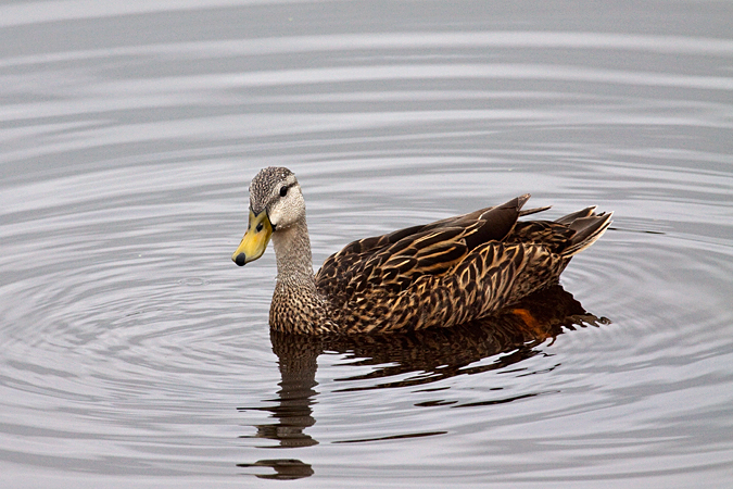 Mottled Duck, Green Cay Wetlands, Boynton Beach, Florida