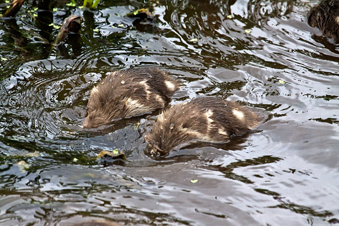 Juvenile Mottled Duck, Green Cay Wetlands, Boynton Beach, Florida