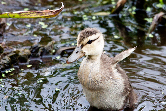 Juvenile Mottled Duck, Green Cay Wetlands, Boynton Beach, Florida