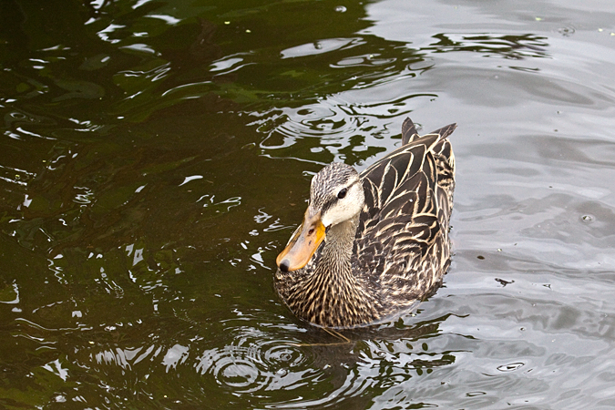 Mottled Duck, Green Cay Wetlands, Boynton Beach, Florida