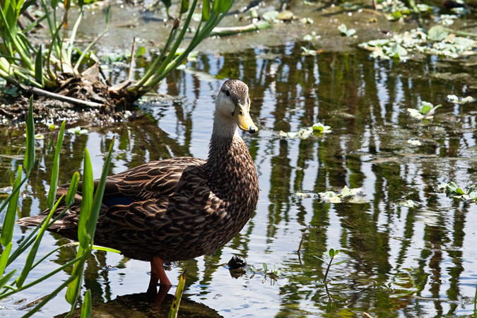 Mottled Duck, Green Cay Wetlands, Boynton Beach, Florida