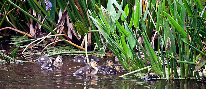 Juvenile Mottled Duck, Green Cay Wetlands, Boynton Beach, Florida