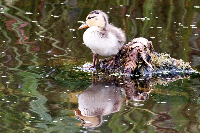 Juvenile Mottled Duck, Green Cay Wetlands, Boynton Beach, Florida