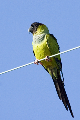 Nanday Parakeet, Black-hooded Parakeet, Fort De Soto County Park, Pinellas County, Florida