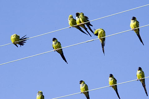 Nanday Parakeet, Black-hooded Parakeet, Fort De Soto County Park, Pinellas County, Florida