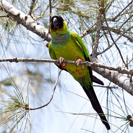 Nanday Parakeet, Black-hooded Parakeet, Fort De Soto County Park, Pinellas County, Florida