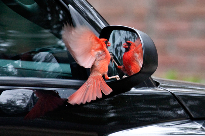 Northern Cardina attacking its reflection in a car mirror, Jacksonville, Florida