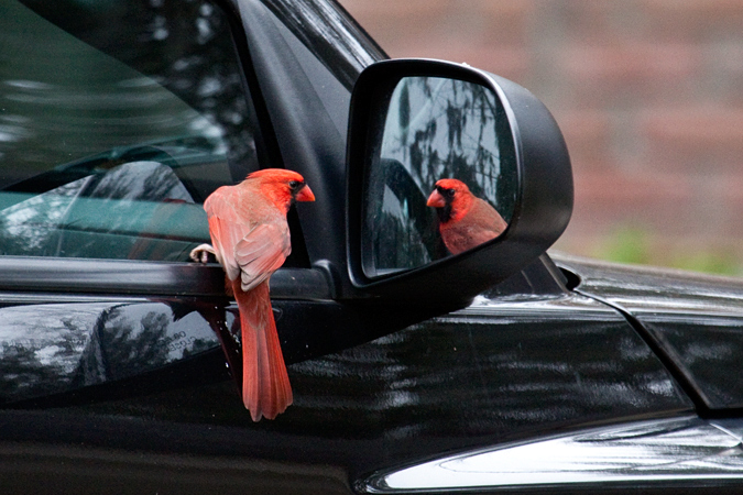 Northern Cardina attacking its reflection in a car mirror, Jacksonville, Florida