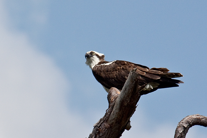 Osprey,Honeymoon Island State Park, Florida