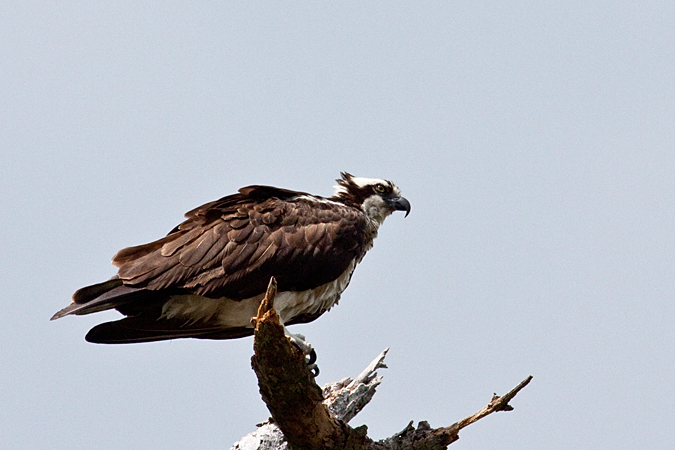 Osprey,Honeymoon Island State Park, Florida