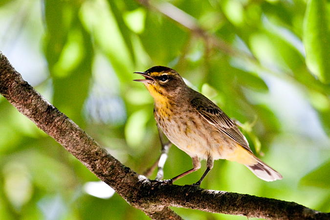 Palm Warbler at Hillsborough River State Park, FL by Richard L. Becker