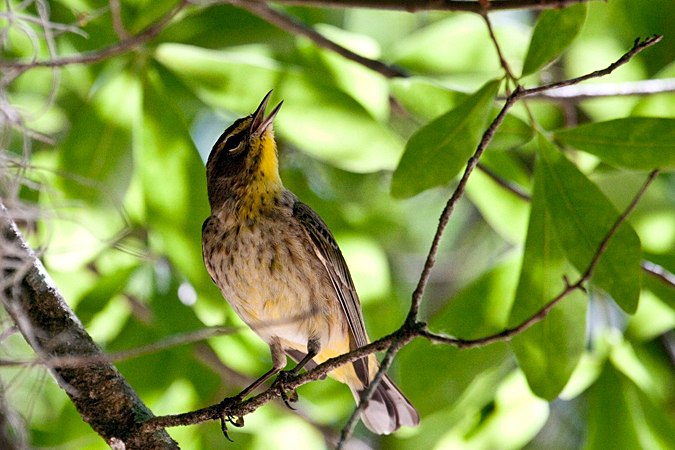 Palm Warbler at Hillsborough River State Park, FL by Richard L. Becker