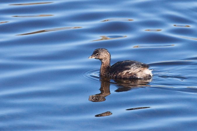 Pied-billed Grebe, St. Marks NWR, Florida