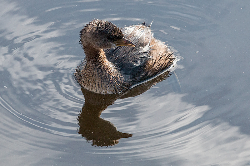 Pied-billed Grebe, Wakodahatchee Wetlands, Delray Beach, Florida