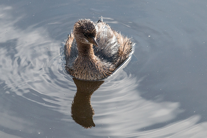 Pied-billed Grebe, Wakodahatchee Wetlands, Delray Beach, Florida