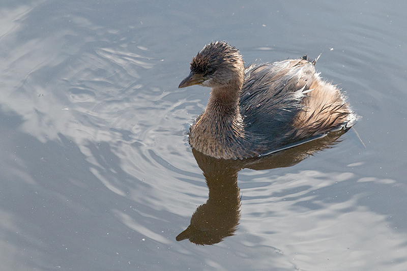 Pied-billed Grebe, Wakodahatchee Wetlands, Delray Beach, Florida