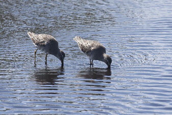 Pectoral Sandpiper, Merritt Island National Wildlife Refuge, Florida by Richard L. Becker