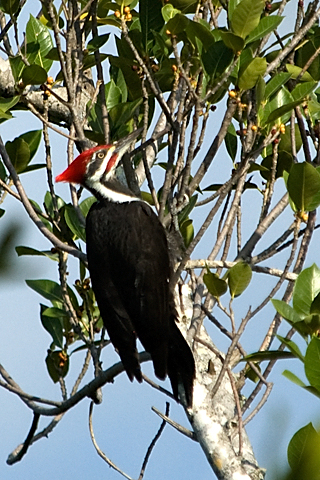 Male Pileated Woodpecker, Lighthouse Park, Sanibel Island, Florida