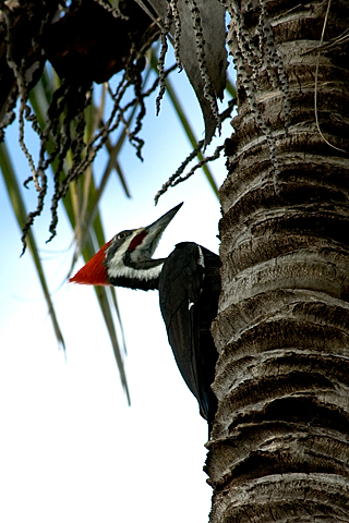 Female Pileated Woodpecker, Lighthouse Park, Sanibel Island, Florida