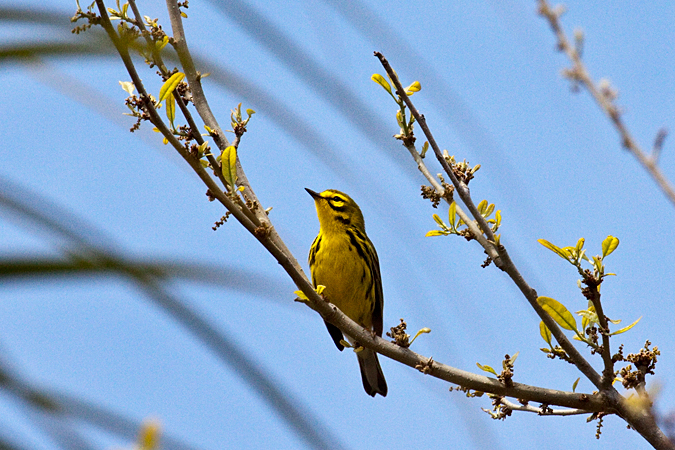 Prairie Warbler at Fort De Soto County Park, Florida by Richard L. Becker