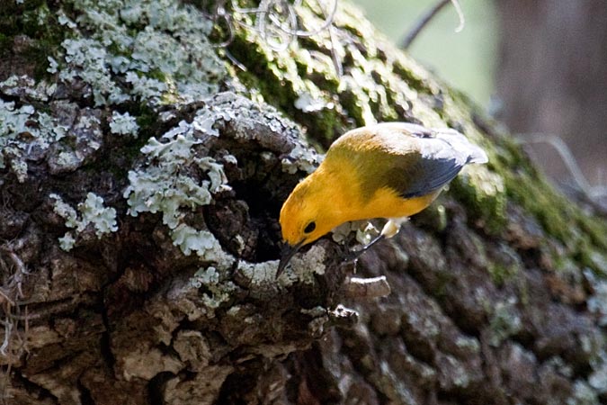 Prothonotary Warbler at Fort De Soto County Park by Richard Becker